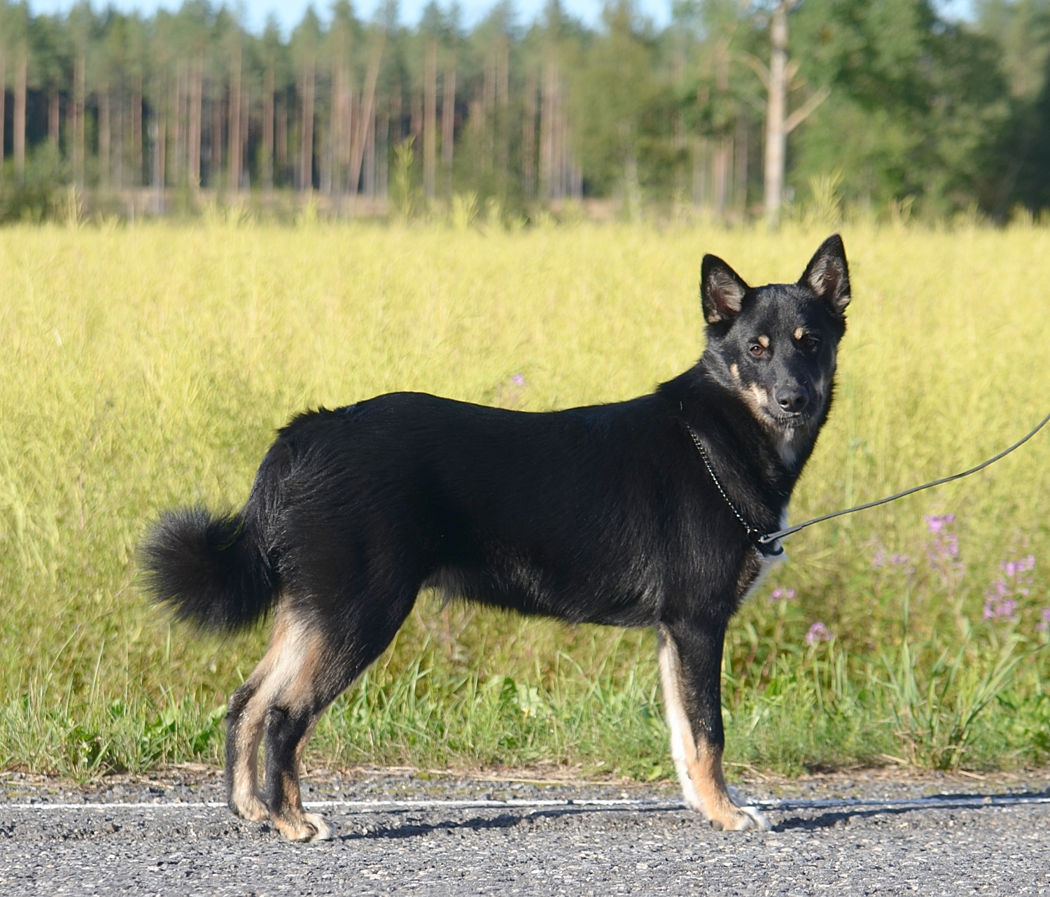 Cummikarhun Valle "Ruto"